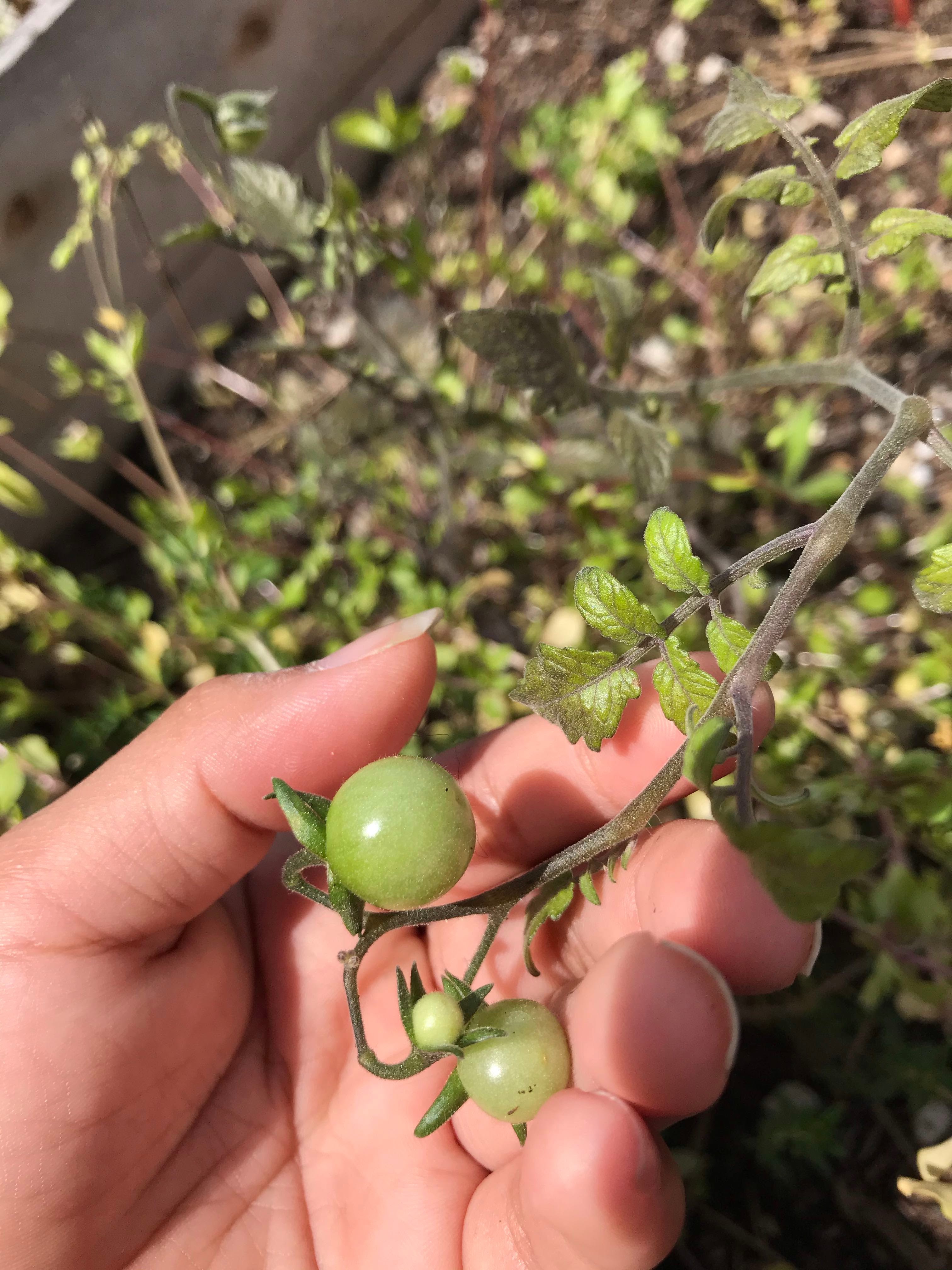 Cherry tomatoes in the garden